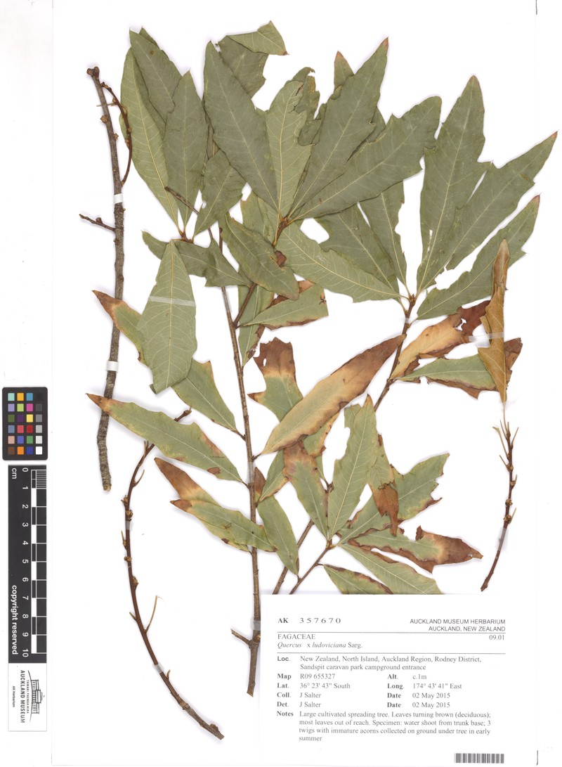 hybrid oak