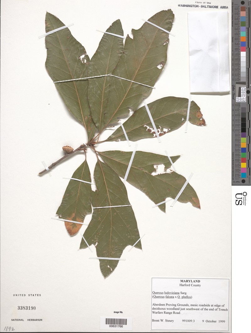 hybrid oak photo 2