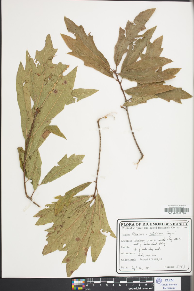 hybrid oak photo 3