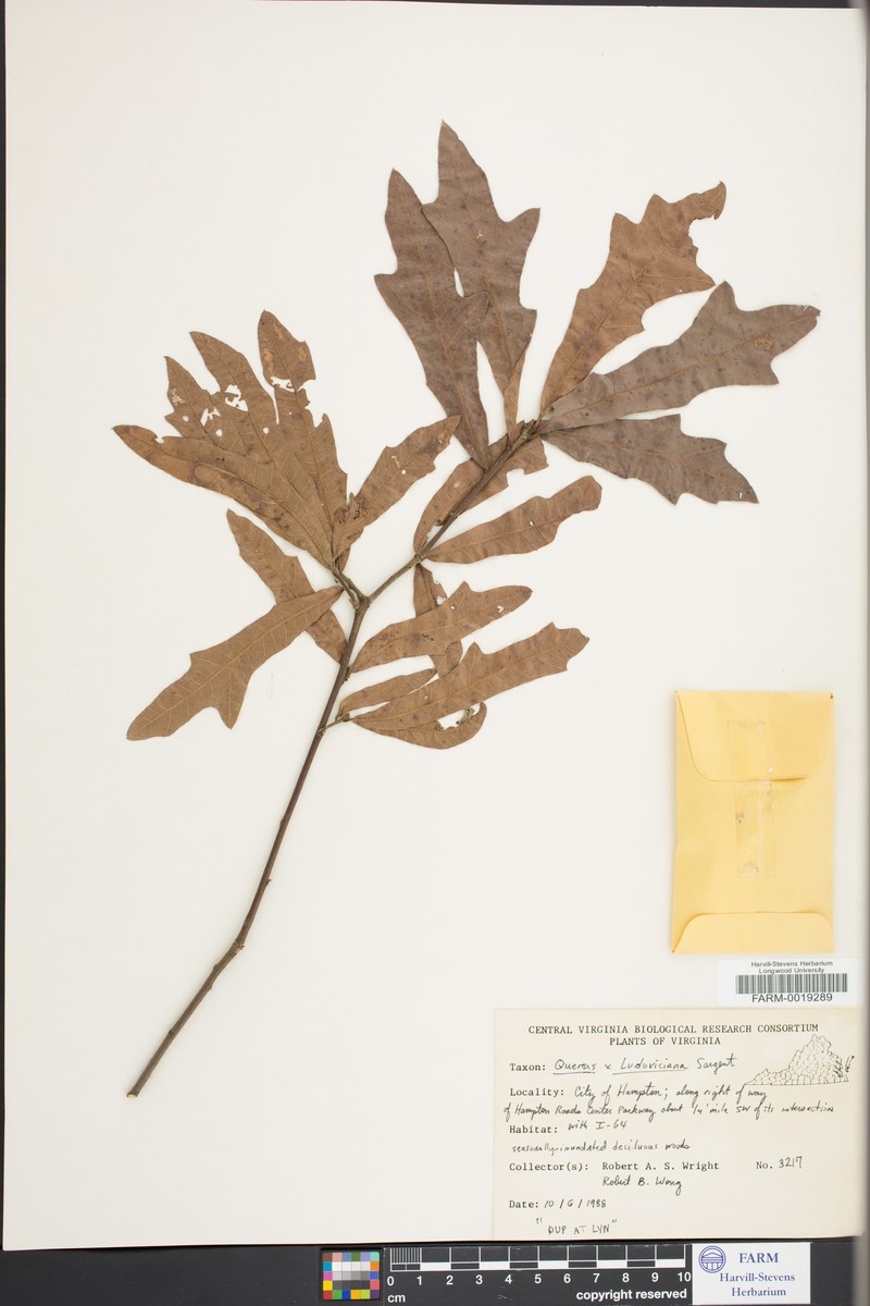 hybrid oak photo 4
