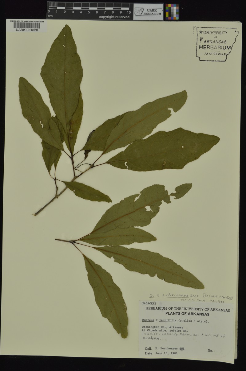 hybrid oak photo 5
