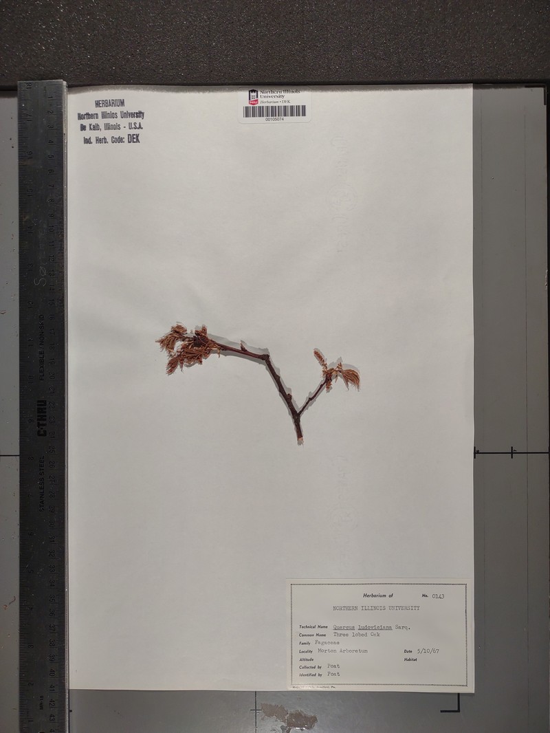 hybrid oak photo 6