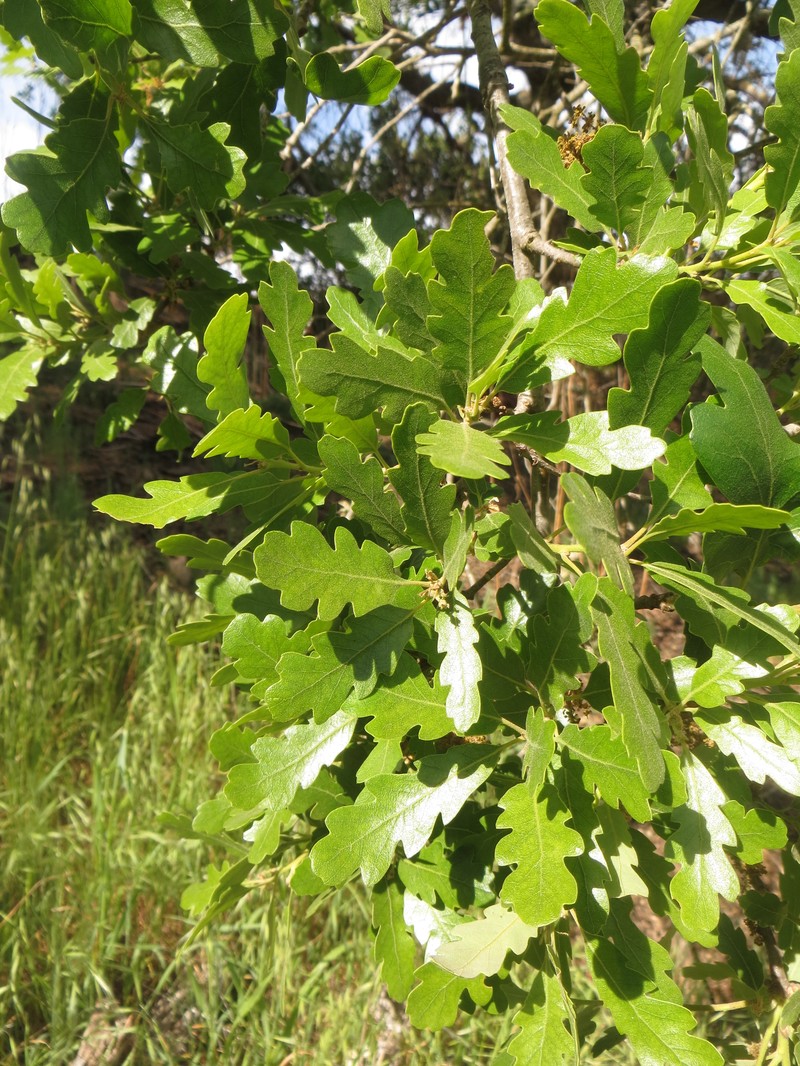 Macdonald Oak