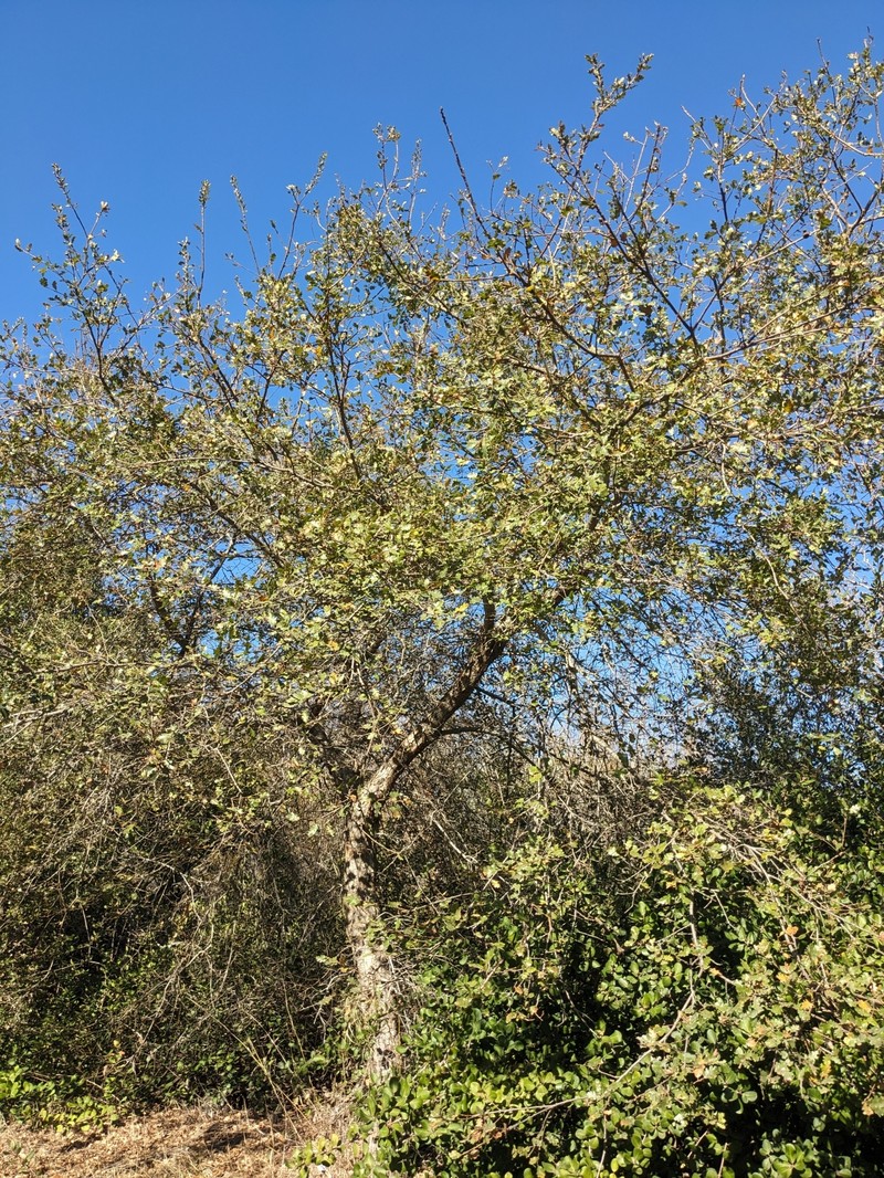 Macdonald Oak photo 3