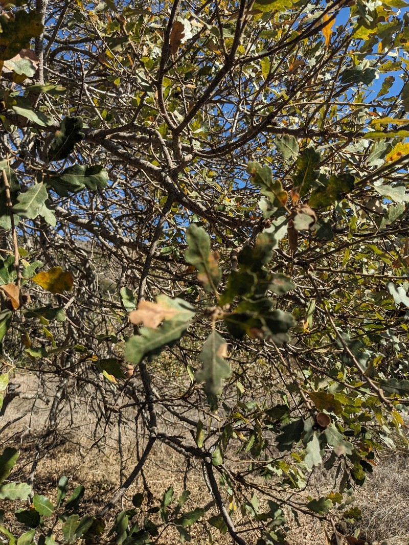 Macdonald Oak photo 4