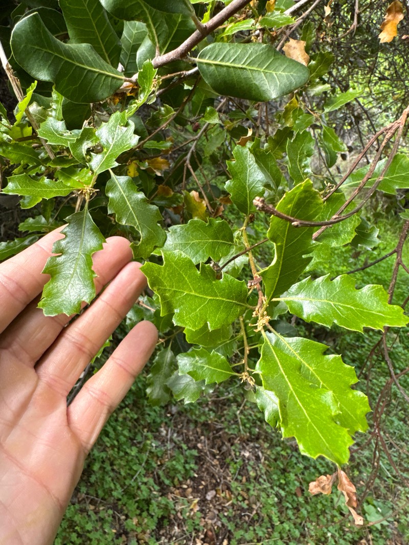 Macdonald Oak photo 5