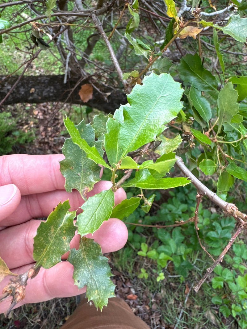 Macdonald Oak photo 6