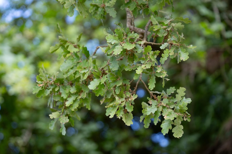 Macdonald Oak photo 7