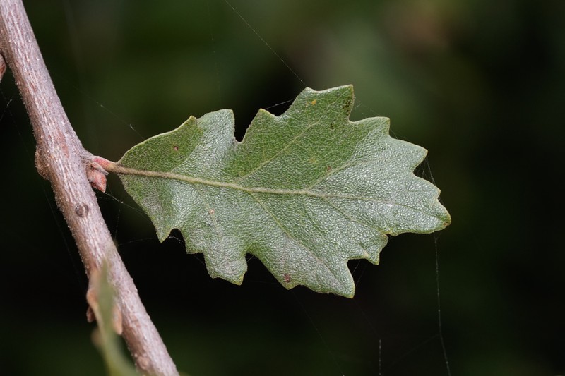 Macdonald Oak photo 8