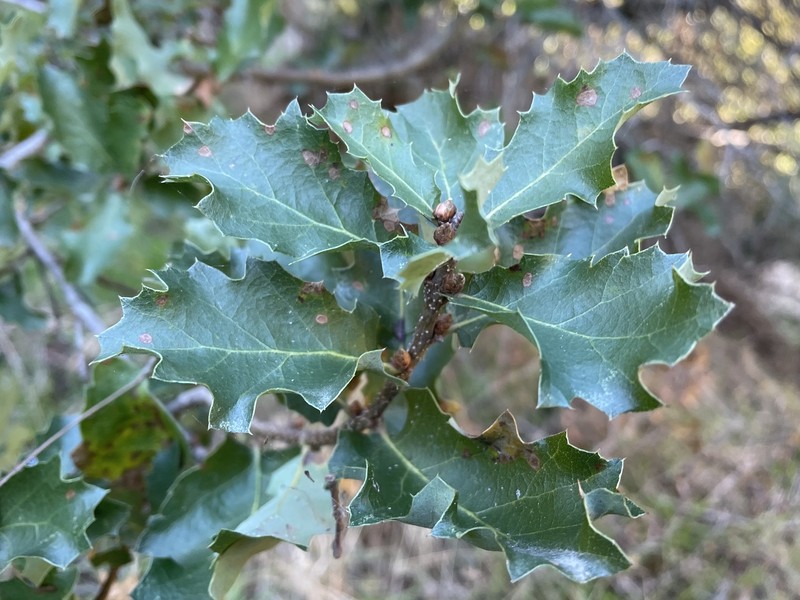 Macdonald Oak photo 9