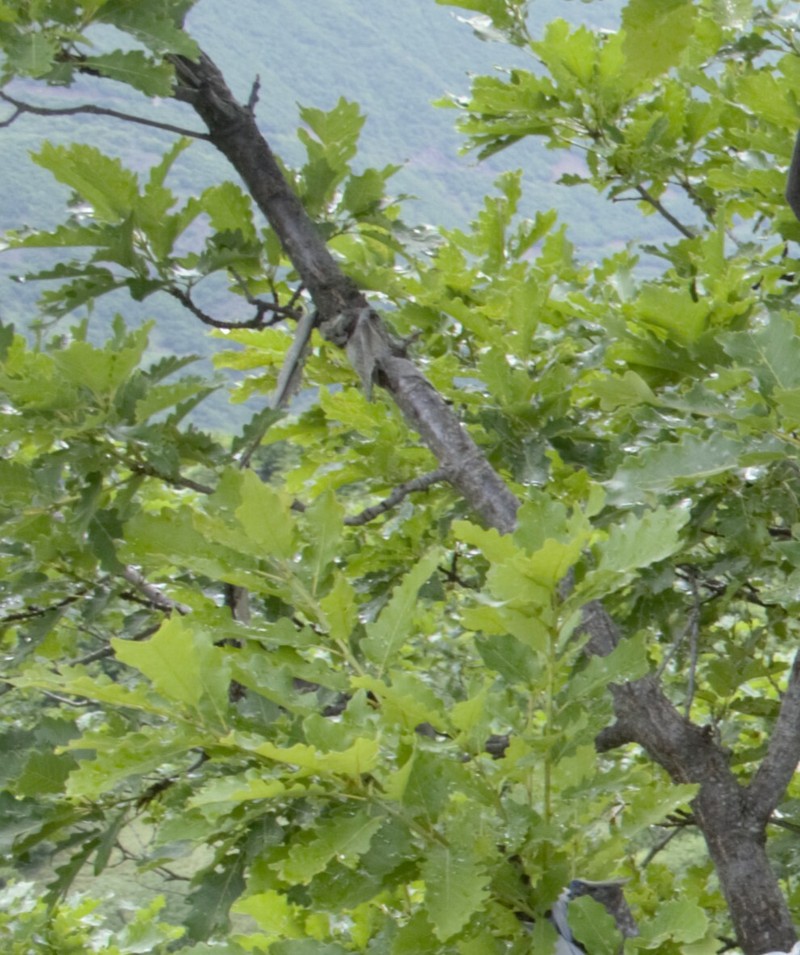 Quercus × mannifera