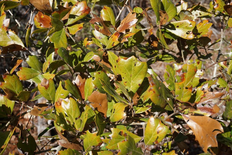 hybrid oak