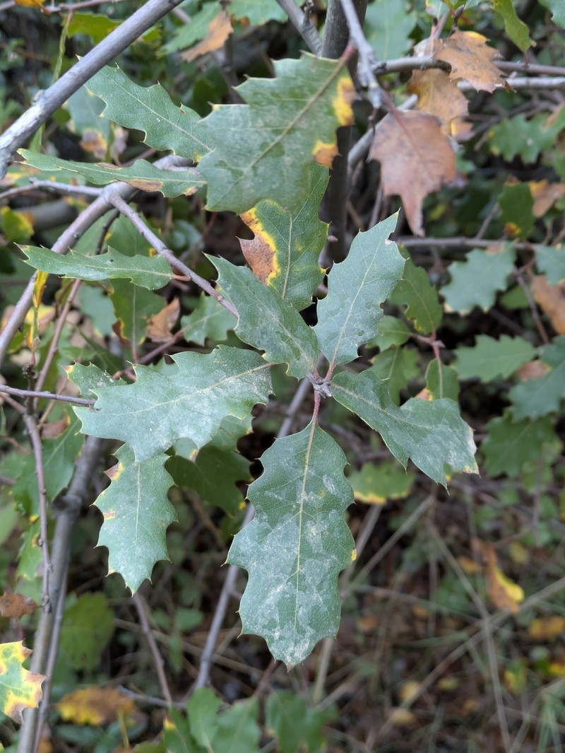 Quercus × morehus