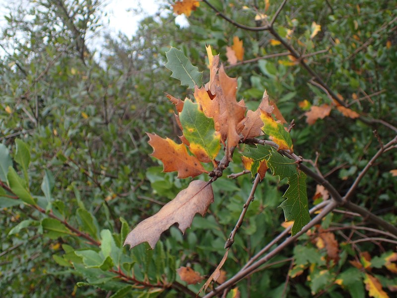 Quercus × morehus photo 2