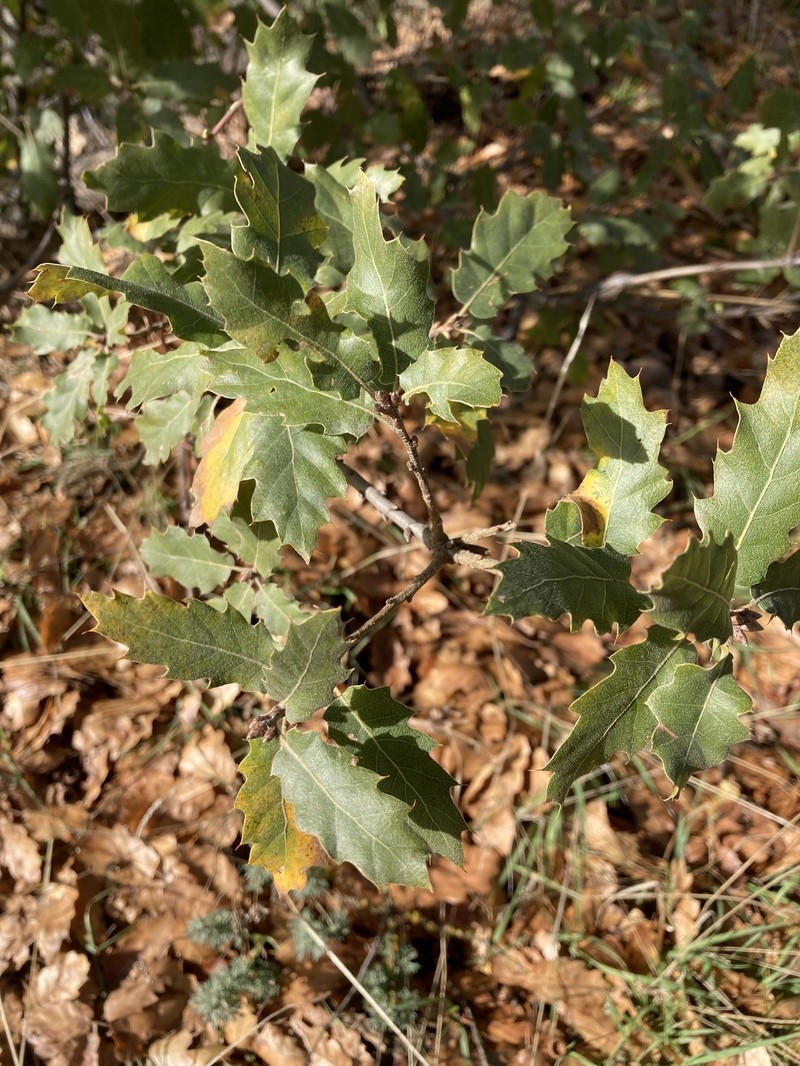 Quercus × morehus photo 3