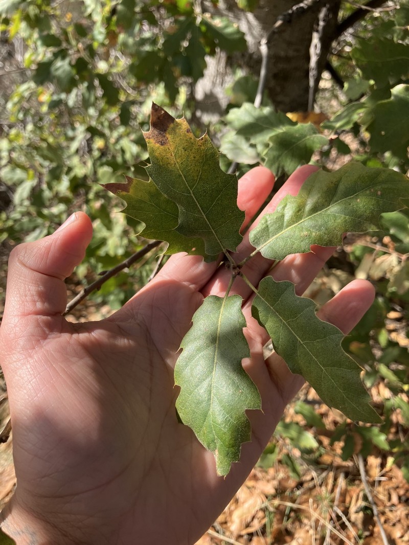 Quercus × morehus photo 4