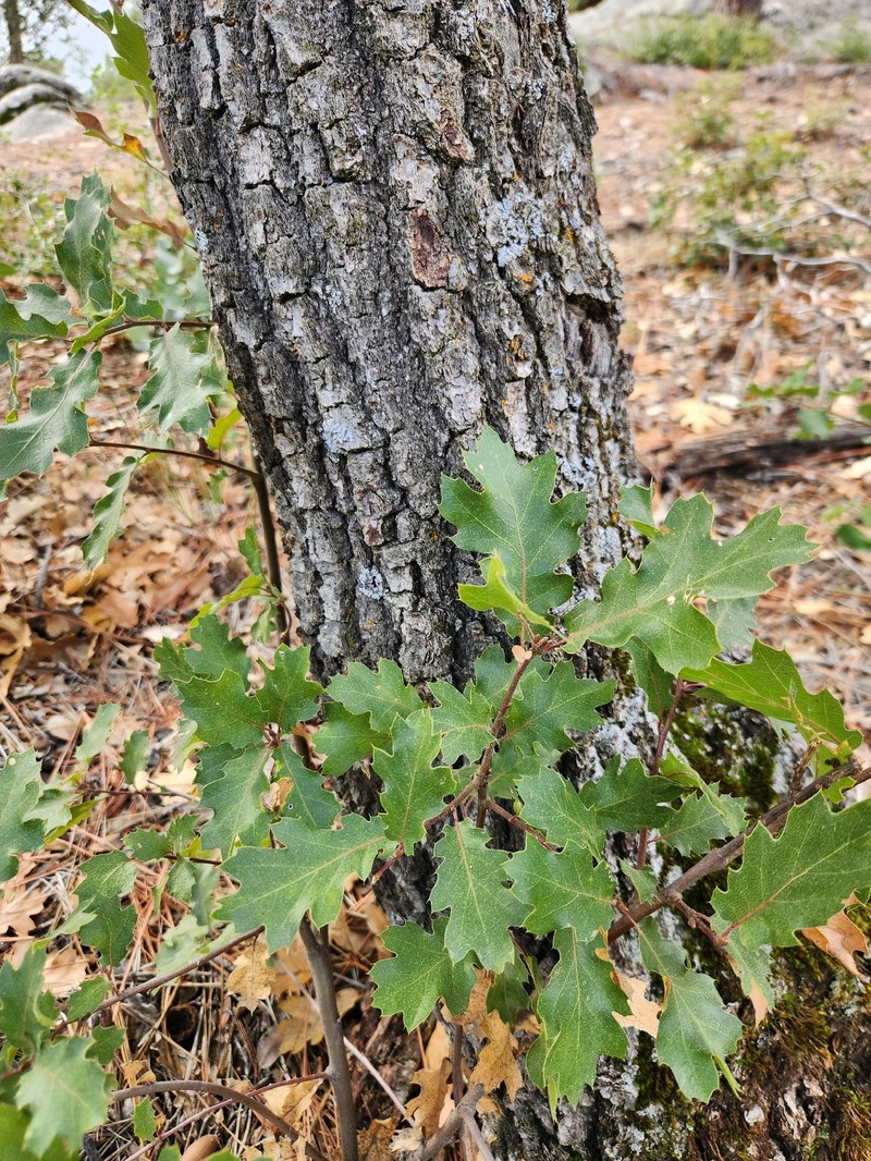 Quercus × morehus photo 5