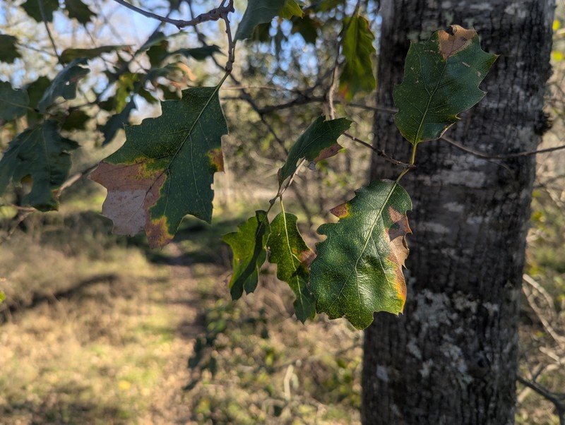 Quercus × morehus photo 6