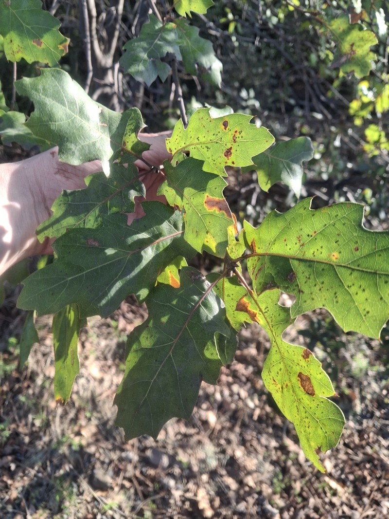 Quercus × morehus photo 7