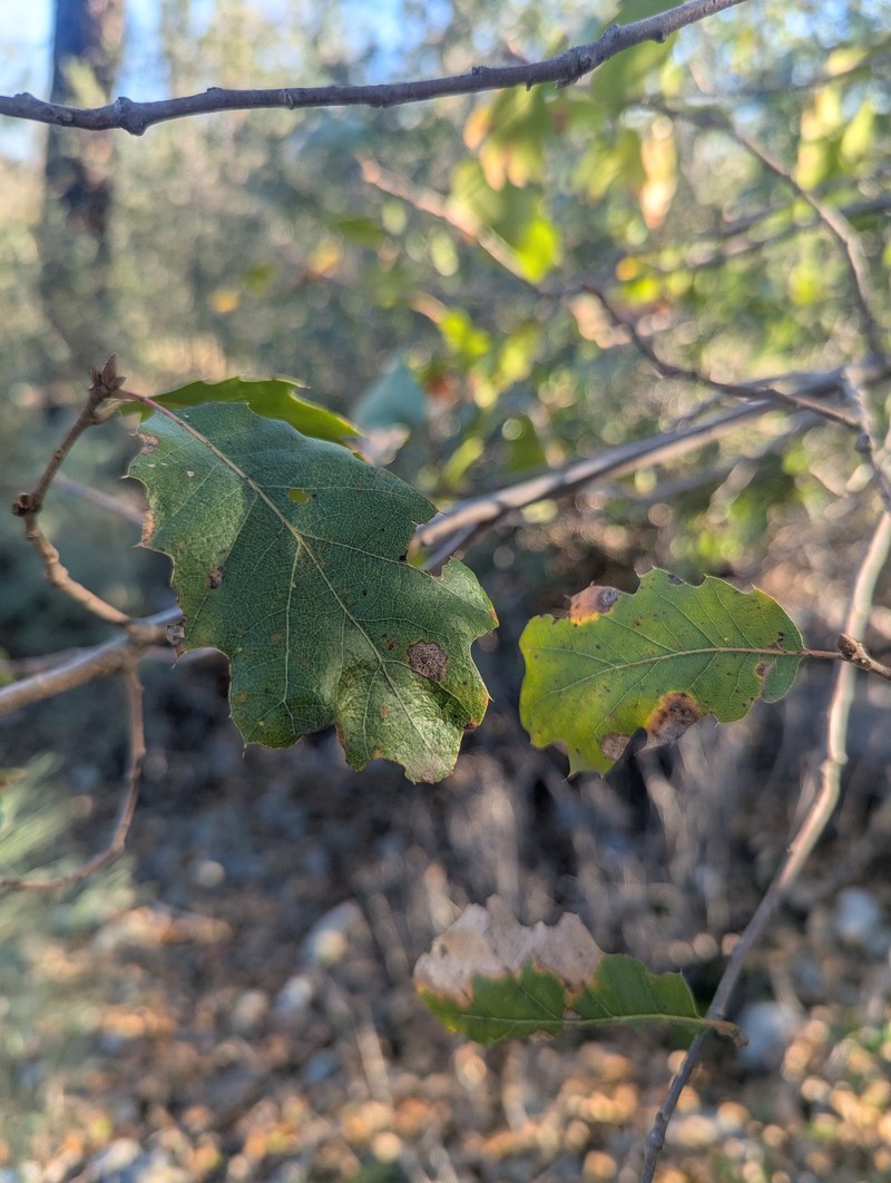 Quercus × morehus photo 8