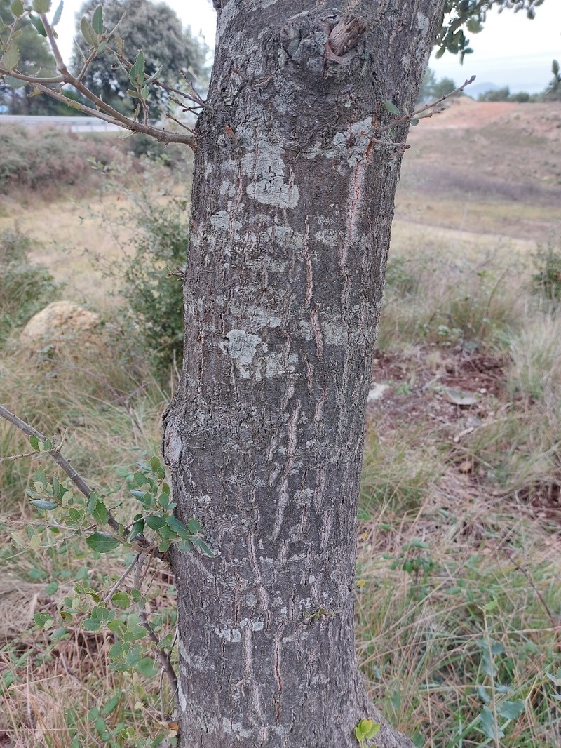 Quercus × morisii