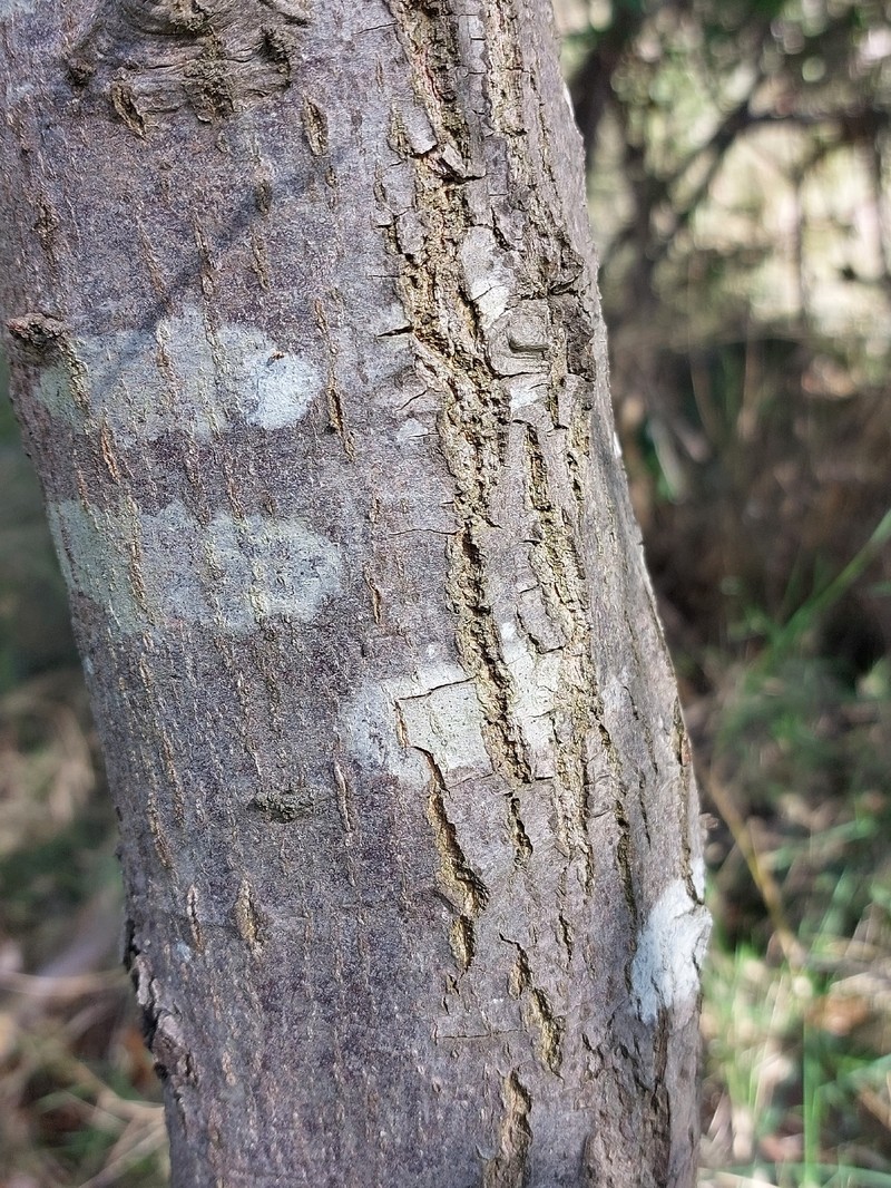 Quercus × morisii photo 2
