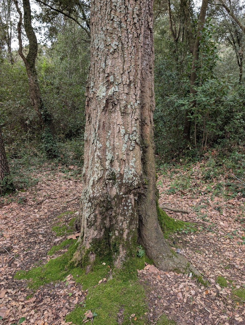 Quercus × morisii photo 3
