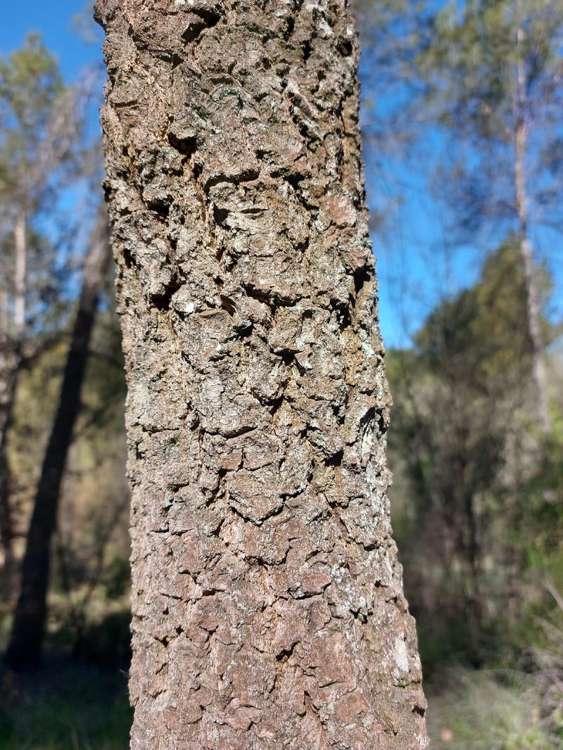 Quercus × morisii photo 4