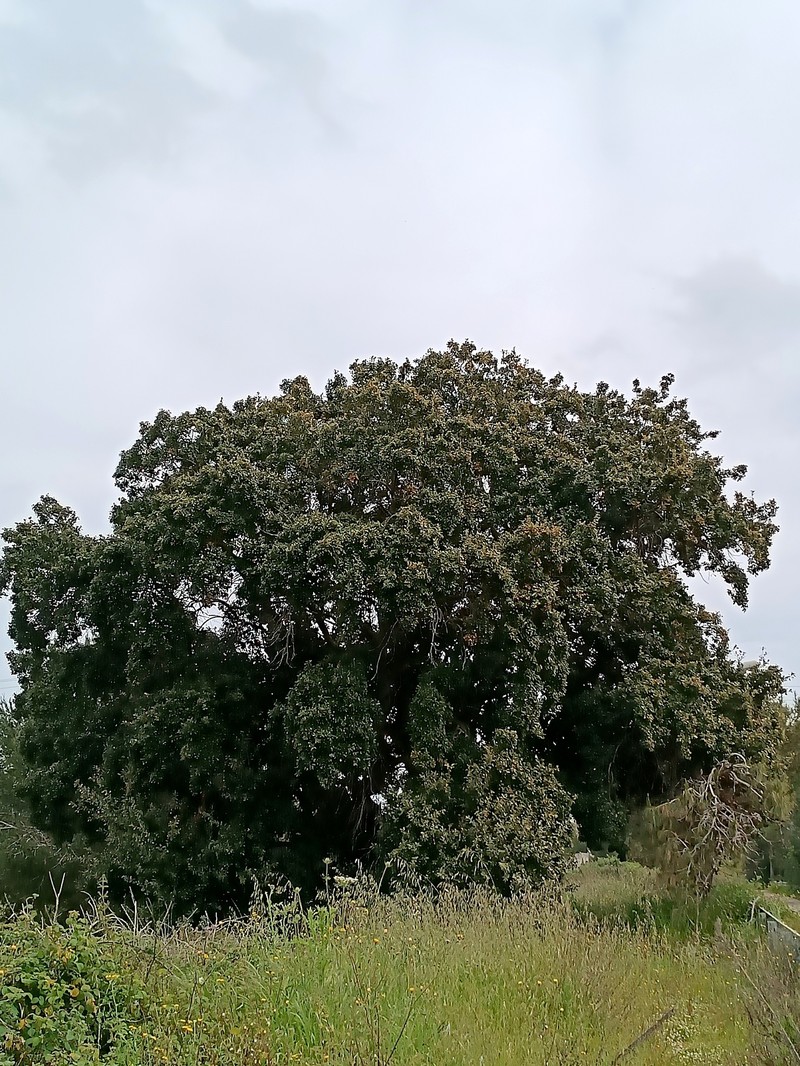 Quercus × morisii photo 5