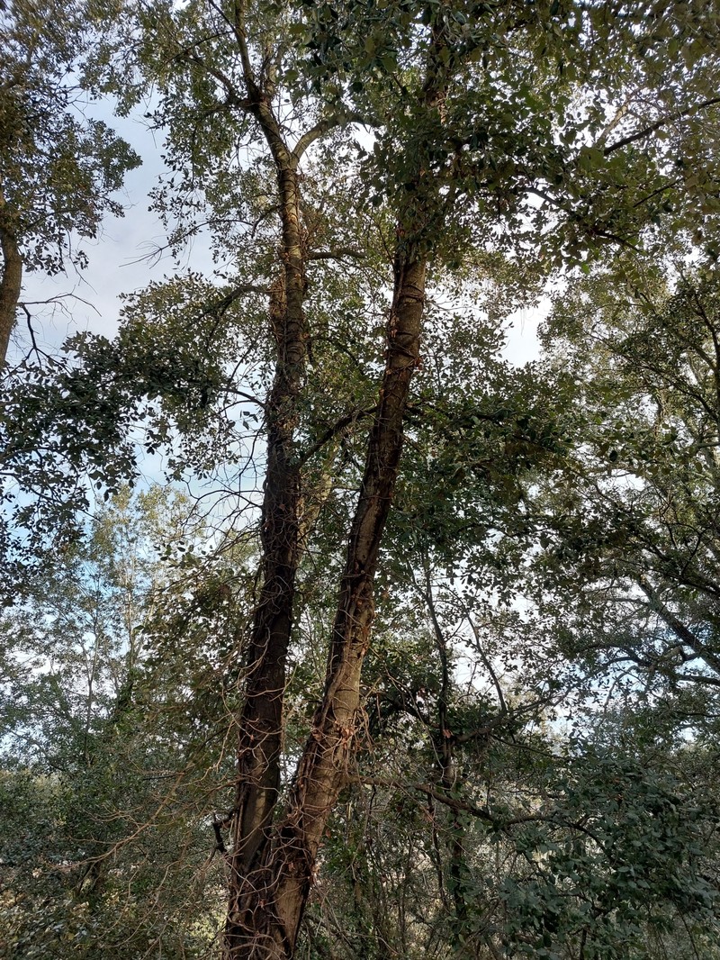Quercus × morisii photo 6