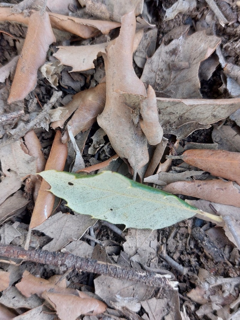 Quercus × morisii photo 7