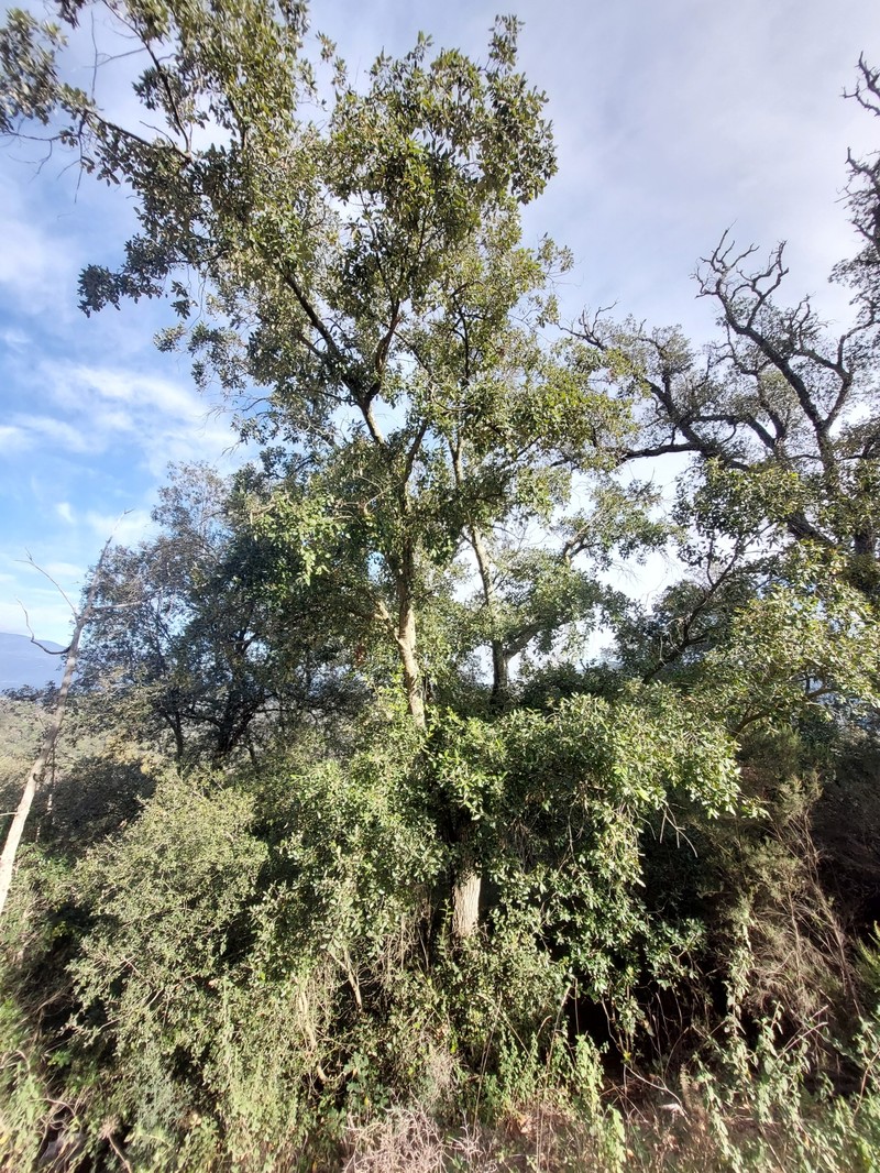 Quercus × morisii photo 8
