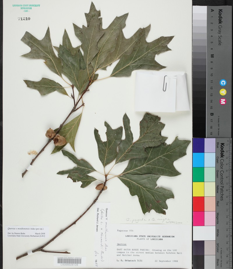 hybrid oak photo 4