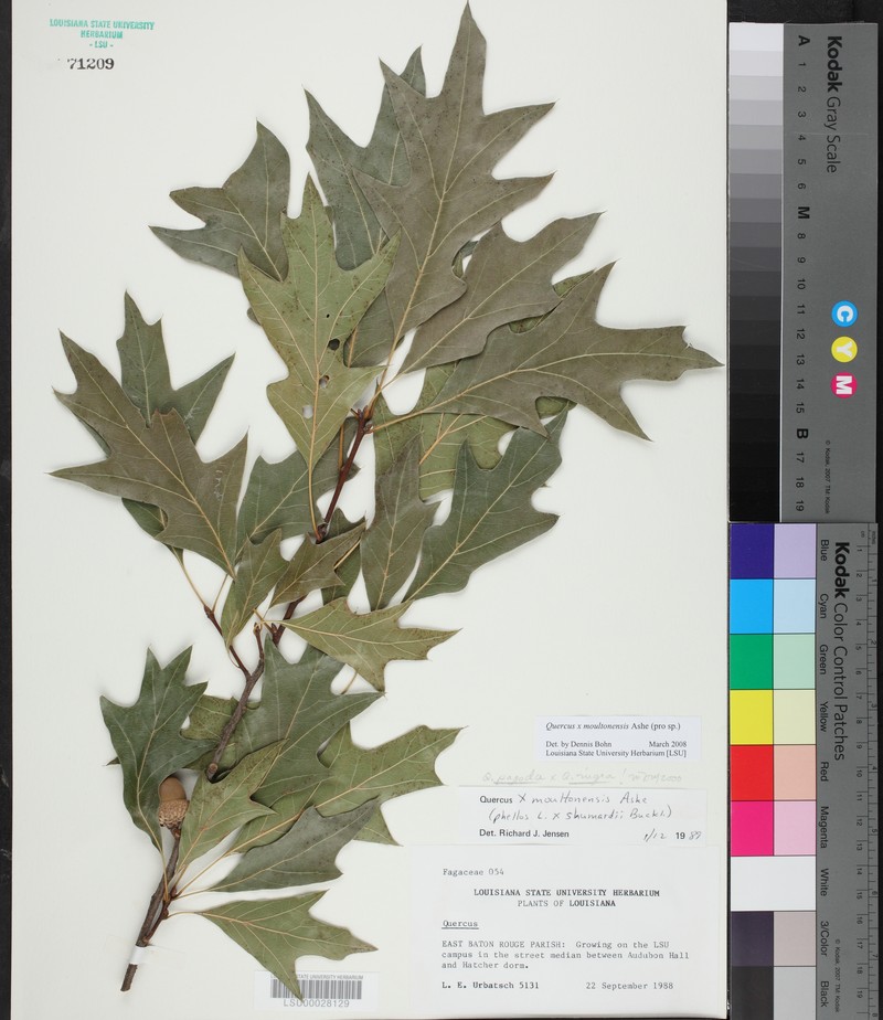 hybrid oak photo 5
