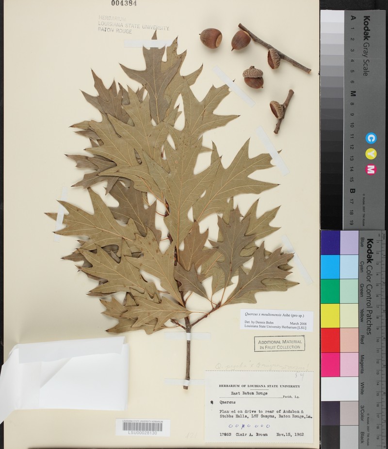 hybrid oak photo 6