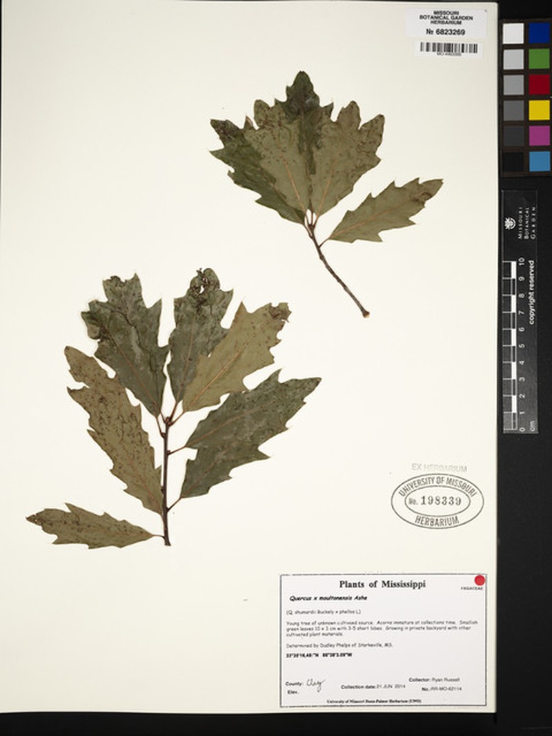 hybrid oak