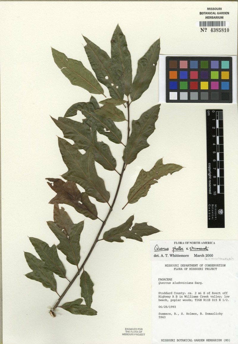 hybrid oak photo 2