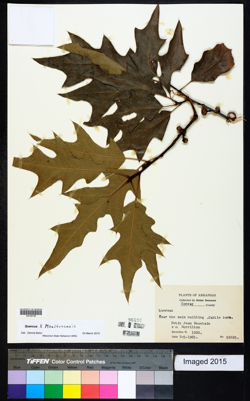 hybrid oak photo 3