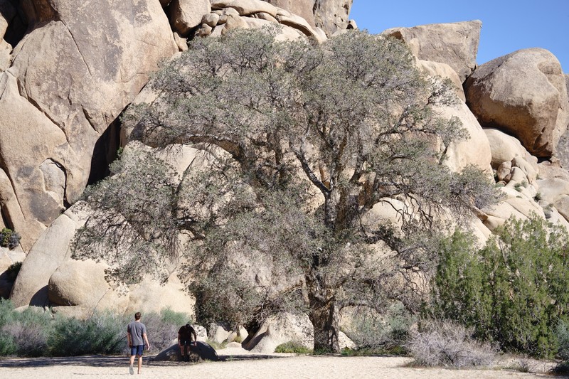 hybrid oak