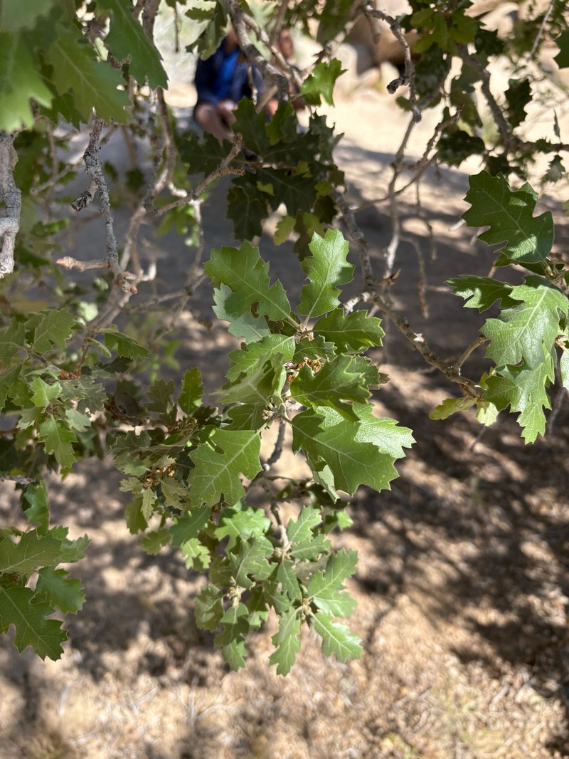 hybrid oak photo 2