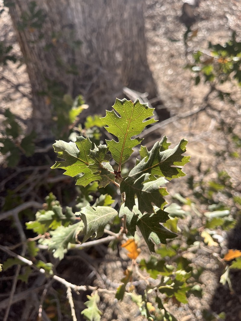 hybrid oak photo 3
