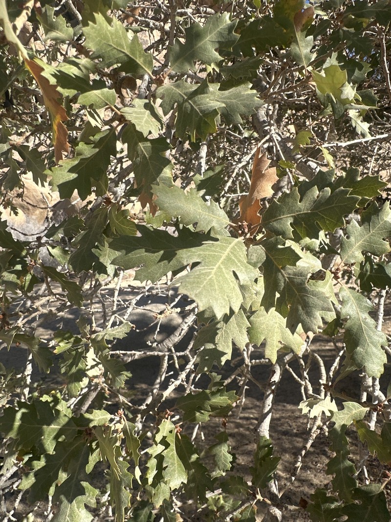 hybrid oak photo 4