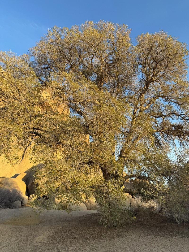 hybrid oak photo 6
