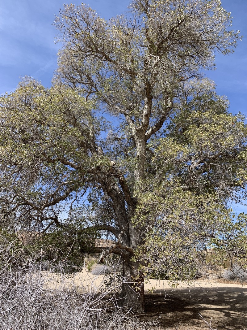 hybrid oak photo 7