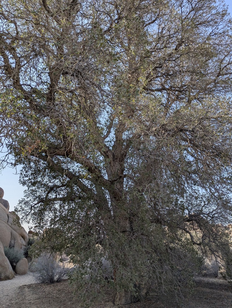 hybrid oak photo 8
