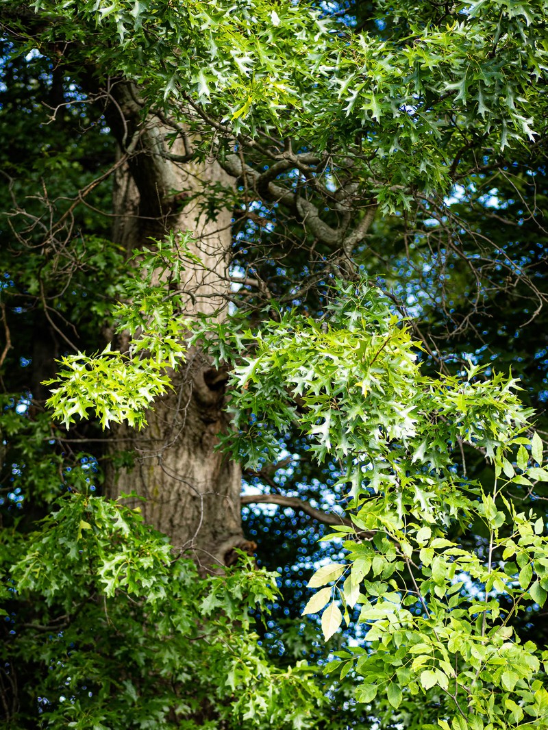 hybrid oak