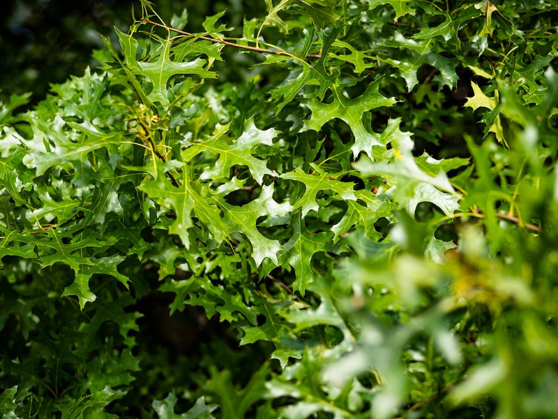 hybrid oak photo 2