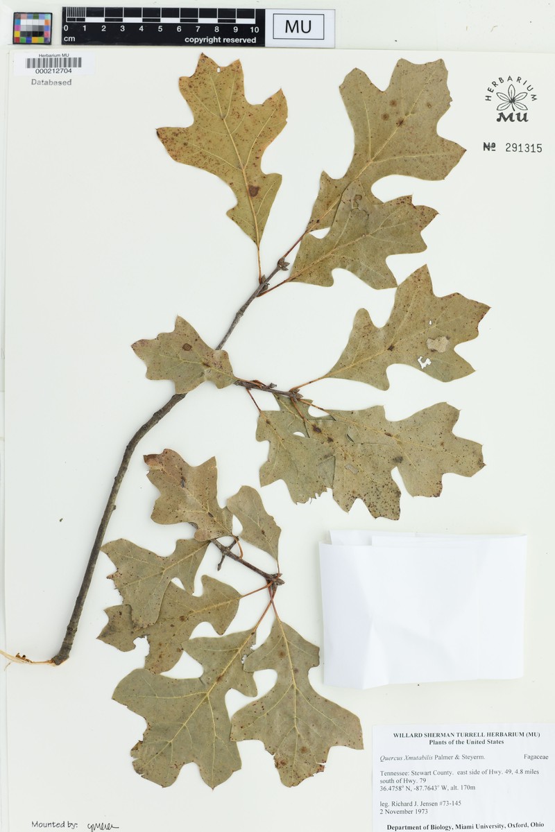 hybrid oak photo 4