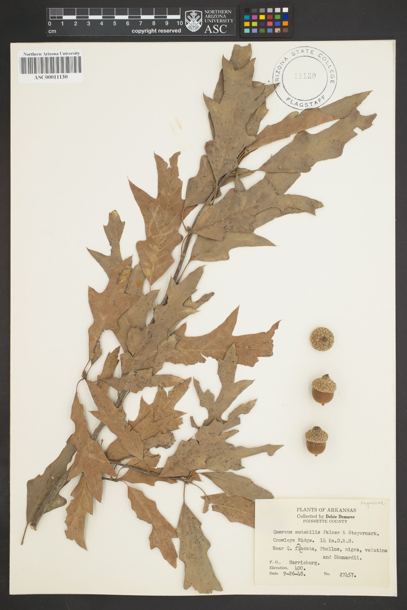 hybrid oak photo 5