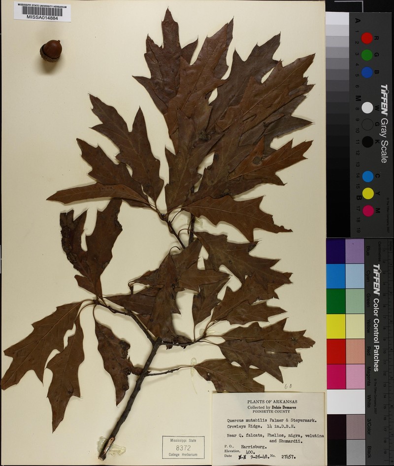 hybrid oak photo 6